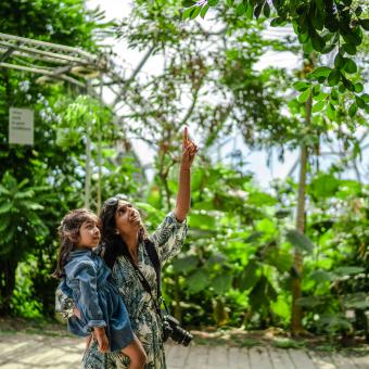 Mother holding young daughter and pointing at tree in Rainforest Biome at Eden Project